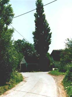 ecard: poplartreeintobishopstone.jpg - click to enlarge